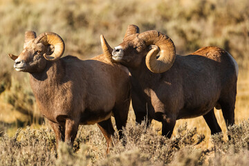 Canvas Print - Big Horn Ram's during the Rut