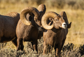 Canvas Print - Big Horn Ram's during the Rut