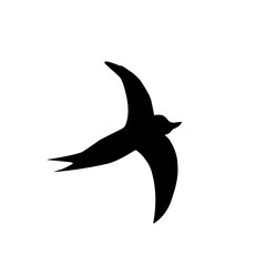 Canvas Print - Flying Swallow Silhouette 