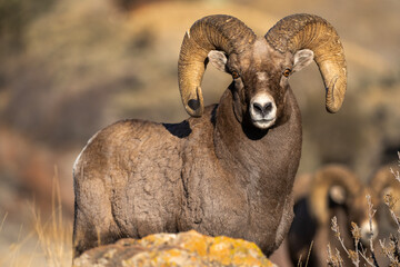 Canvas Print - Big Horn Sheep during the Rut