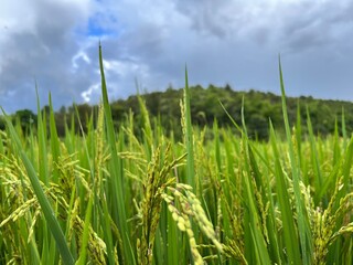 Rice plant