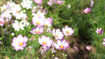 Poster - Cosmos flowers bloom in the summer sun.