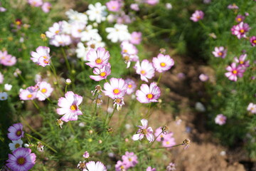 Poster - Cosmos flowers bloom in the summer sun.