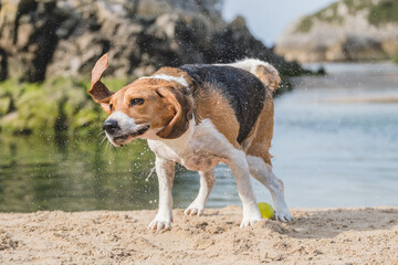 Wall Mural - Beagle recién salido del agua sacudiendo la cabeza. Perro mojado en la playa 