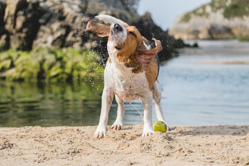 Wall Mural - Beagle recién salido del agua sacudiendo la cabeza. Perro mojado en la playa 