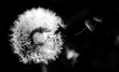 Closeup of one dandelion on natural black background (Shot with flash). Bright, delicate nature details. Flying dandelion seeds isolated over Black. Inspirational nature concept.