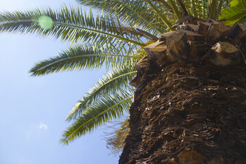 Canvas Print - 
Blue sky and palm trees.