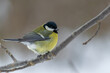 a tit in the snow