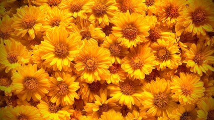 Group of yellow chrysanthemum flowers close up in the garden, preparing to make chrysanthemum juice.