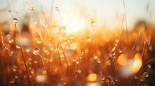 Water Droplets On Grass With Sun Shining Through