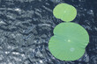 Green fresh lotus leaves on a clear blue water pond