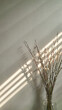 Dried pussy willow branches in clear glass vase with sunlight through wooden blinds in front of white wallpaper wall background