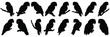 Parrot tropic silhouettes set, large pack of vector silhouette design, isolated white background