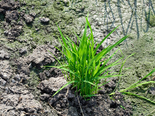 Wall Mural - Rice fields, newly planted, pure green