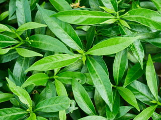 Wall Mural - Green leaves indicate abundance. and good environment