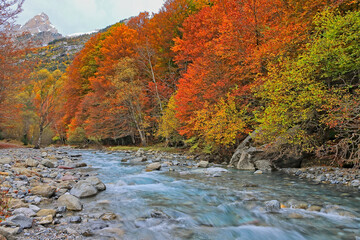 Rio Cinca en Otoño.Valle de Pineta