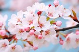 Fototapeta Kwiaty - Pink cherry blossom. Closeup of Japanese cherry blossoms