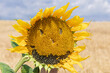 Sunflower flower, cheerful picture, smiley face