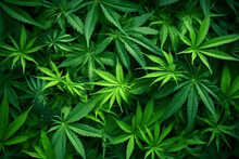 Green Marijuana Leaves Background