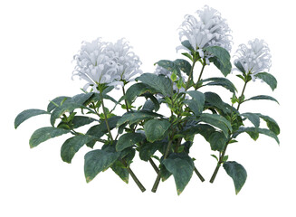 Sticker - Bunch of tiny white flowers in clusters