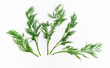 Five sprigs of green aromatic fresh dill on a white background isolated. Greens for health.