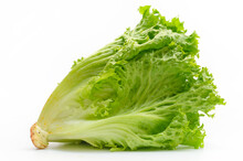 Bunch Of Fresh Green Salad. White Background, Isolated. Healthy Plant-based Nutrition. Side View.