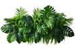 A collection of vibrant green plants against a clean white background. Perfect for adding a touch of nature to any project