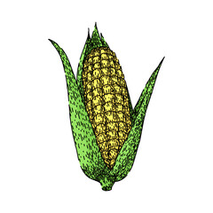 Sticker - fresh corn hand drawn. green organic, field farm, plant leaf fresh corn vector sketch. isolated color illustration