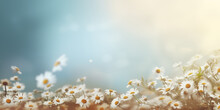 Daisy Field With A Warm, Sunlit Bokeh Background In A Wide Format. Spring Themed Backdrop Woth Copy Space For Text. Banner For Woman's Day And Mother's Day