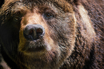 Wall Mural - Brown Bear close up (Ursus arctos)