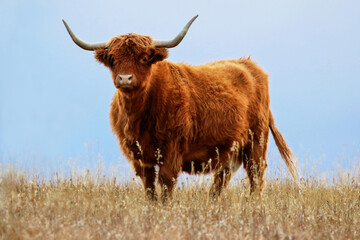 Wall Mural - Rural scene of one adult Highland cow standing alone in a pasture of dry brown grass staring at the camera with a soft blue sky behind her.