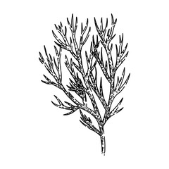 Sticker - leaf dill hand drawn. food plant, herb ingredient, fresh herbal leaf dill vector sketch. isolated black illustration