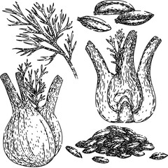 Wall Mural - fennel set hand drawn. healthy natural, ingredient spice, fresh seasoning fennel vector sketch. isolated black illustration