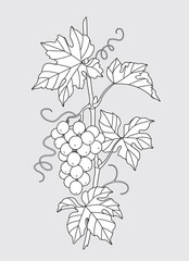 Wall Mural - Outlined Grape Vine with Grapes Bunch.