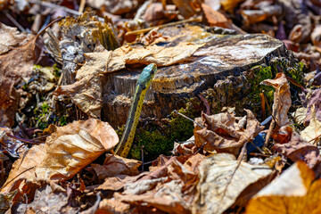 Wall Mural - Spring brings warmer temperatures and longer days, it also brings garter snakes out from their den. 2 snakes emerge from their underground nest in Windsor in Upstate NY.