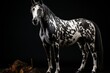 Elegant Appaloosa horse with contrasting spotted coat on a black background. A strong stance and an attentive gaze. Concept: the power of this majestic animal