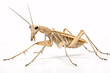 A Flying Stick Insect of the Kalocorinnis pulchella species perches on a white backdrop.