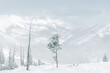 Snow covered pines at Colorado ski area 