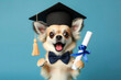 Surprised Chihuahua dog wear graduation hat and hold diploma on a blue background. ai generative