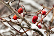 Branches  with red berries sprinkled with snow