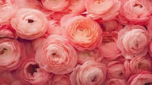 Flowers Background With Ranunculus Flower In Trendy Pink Coral Color