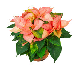 Wall Mural - Isolated potted poinsettia flower