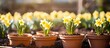 Growing daffodils in raised plant pots in a community garden with wooden flower beds.