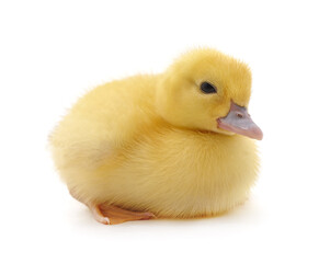 Sticker - One little duckling.