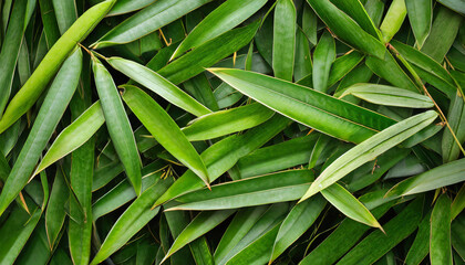 Wall Mural - Background of green bamboo leaves