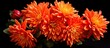 Exotic orange aster cultivated worldwide with variations in nomenclature based on chromosome count.
