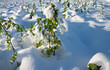 Green plants that grow as green manure in a field are covered with frost and snow in winter.