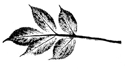 texture of leaf hand print on paper, leaf texture on a white background - botanical illustration