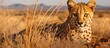 Kalahari's quick predator in South Africa.