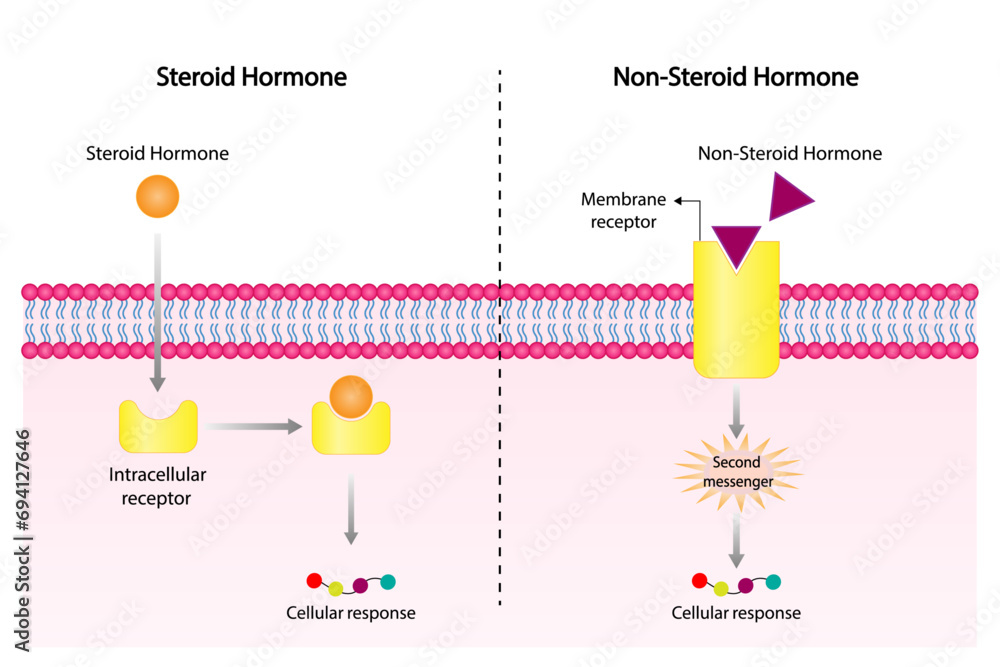 Steroid and Non-steroid hormones mechanism of action. Cellular response ...